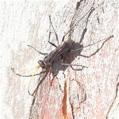 Pompilidae (family) (Unidentified Spider wasp) at Gundaroo, NSW - 13 Dec 2024 by ConBoekel