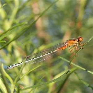 Xanthagrion erythroneurum at Gundaroo, NSW - 13 Dec 2024 08:16 AM