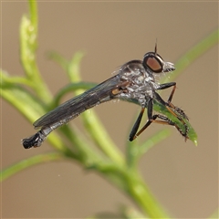 Cerdistus sp. (genus) (Slender Robber Fly) at Gundaroo, NSW - 12 Dec 2024 by ConBoekel