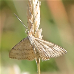 Scopula rubraria (Reddish Wave, Plantain Moth) at Gundaroo, NSW - 13 Dec 2024 by ConBoekel