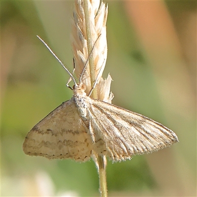 Scopula rubraria (Reddish Wave, Plantain Moth) at Gundaroo, NSW - 12 Dec 2024 by ConBoekel