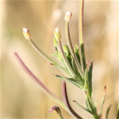 Unidentified Other Wildflower or Herb at Gundaroo, NSW - 12 Dec 2024 by ConBoekel