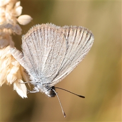 Zizina otis (Common Grass-Blue) at Gundaroo, NSW - 12 Dec 2024 by ConBoekel