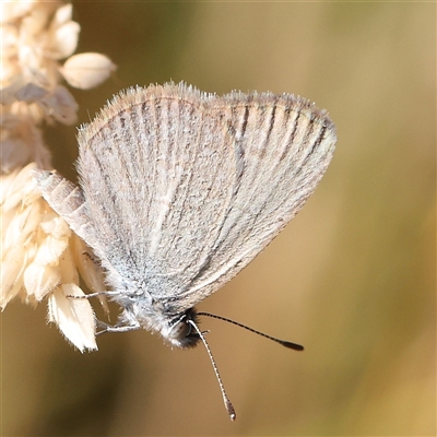 Zizina otis (Common Grass-Blue) at Gundaroo, NSW - 13 Dec 2024 by ConBoekel