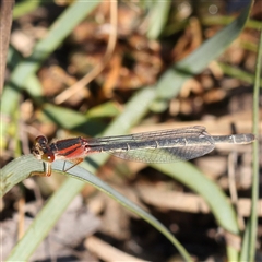 Unidentified Damselfly (Zygoptera) at Gundaroo, NSW - 12 Dec 2024 by ConBoekel