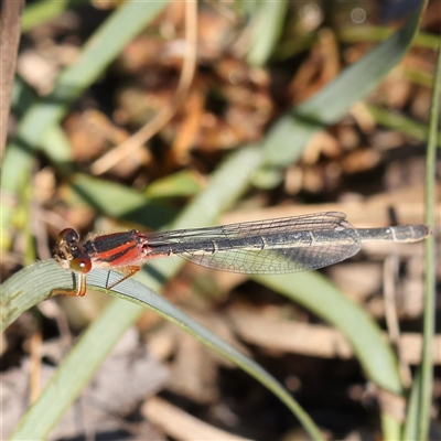 Xanthagrion erythroneurum (Red & Blue Damsel) at Gundaroo, NSW - 13 Dec 2024 by ConBoekel