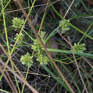 Cyperus eragrostis at Gundaroo, NSW - 13 Dec 2024