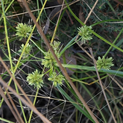 Cyperus eragrostis (Umbrella Sedge) at Gundaroo, NSW - 12 Dec 2024 by ConBoekel