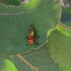 Eurymelinae (subfamily) (Unidentified eurymeline leafhopper) at Gunning, NSW - 10 Dec 2024 by clarehoneydove