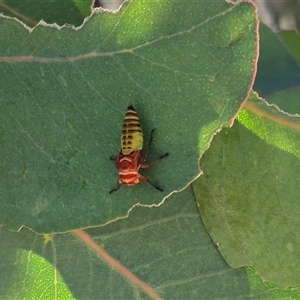 Eurymelinae (subfamily) (Unidentified eurymeline leafhopper) at Gunning, NSW by clarehoneydove