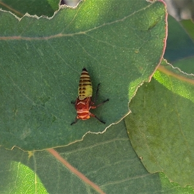 Eurymelinae (subfamily) (Unidentified eurymeline leafhopper) at Gunning, NSW - 10 Dec 2024 by clarehoneydove