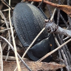 Celibe striatipennis (Pie-dish beetle) at Bungendore, NSW - 9 Dec 2024 by clarehoneydove
