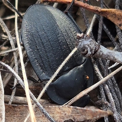 Celibe striatipennis (Pie-dish beetle) at Bungendore, NSW - 9 Dec 2024 by clarehoneydove