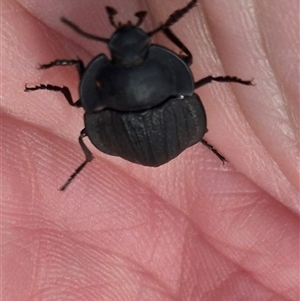 Celibe striatipennis at Bungendore, NSW - suppressed