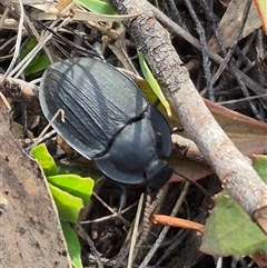 Celibe striatipennis at Bungendore, NSW - suppressed