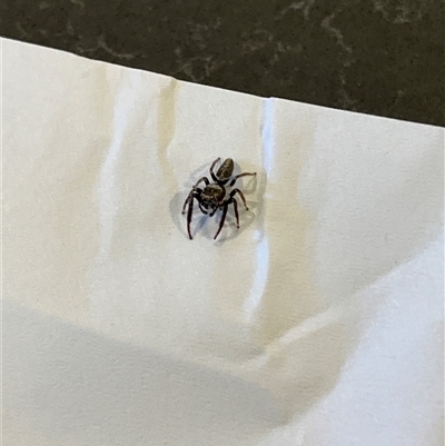 Opisthoncus sp. (genus) (Opisthoncus jumping spider) at Gordon, ACT - 14 Dec 2024 by GG