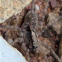 Lycosidae (family) (Wolf spider) at Bungendore, NSW - 4 Dec 2024 by clarehoneydove