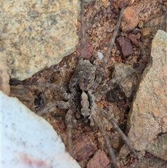 Lycosidae (family) at Bungendore, NSW - suppressed