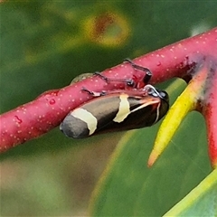 Eurymeloides pulchra (Gumtree hopper) at Tarago, NSW - 3 Dec 2024 by clarehoneydove