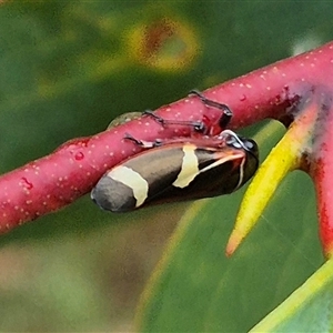 Eurymeloides pulchra (Gumtree hopper) at Tarago, NSW by clarehoneydove