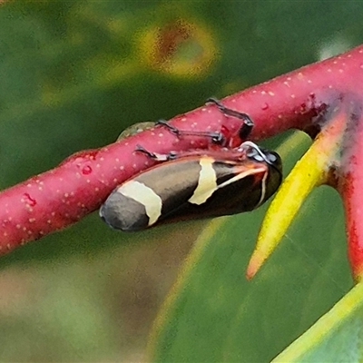 Eurymeloides pulchra (Gumtree hopper) at Tarago, NSW - 3 Dec 2024 by clarehoneydove