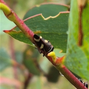 Eurymeloides pulchra at Tarago, NSW - 3 Dec 2024