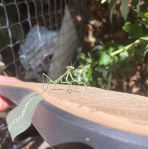 Pseudomantis albofimbriata at Theodore, ACT by Cardy