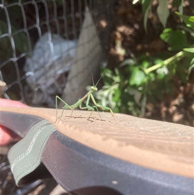 Pseudomantis albofimbriata (False garden mantis) at Theodore, ACT - 14 Dec 2024 by Cardy