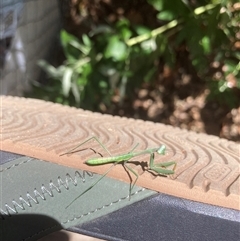 Pseudomantis albofimbriata at Theodore, ACT - 14 Dec 2024 02:00 PM