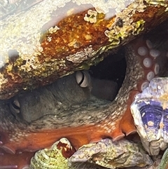 Octopus tetricus (Gloomy Octopus) at Lake Tabourie, NSW - 14 Dec 2024 by Medha