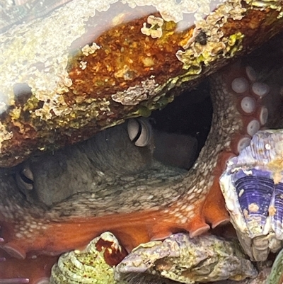 Octopus tetricus (Gloomy Octopus) at Lake Tabourie, NSW - 14 Dec 2024 by Medha