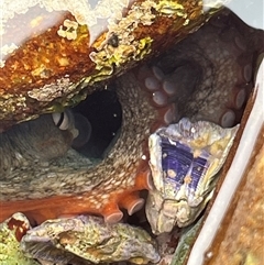 Octopus tetricus at Lake Tabourie, NSW - 14 Dec 2024 02:22 PM