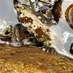 Octopus tetricus at Lake Tabourie, NSW - 14 Dec 2024 02:22 PM