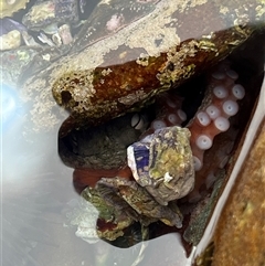 Octopus tetricus at Lake Tabourie, NSW - 14 Dec 2024 02:22 PM