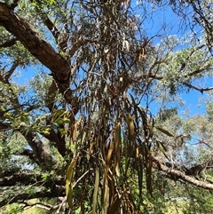 Amyema pendula subsp. pendula at Bungendore, NSW - 2 Dec 2024