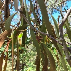 Amyema pendula subsp. pendula at Bungendore, NSW - 2 Dec 2024 01:09 PM