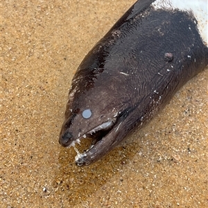 Unidentified Eels at Lake Tabourie, NSW by Medha