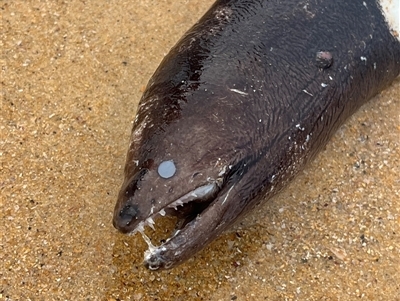 Unidentified Eels at Lake Tabourie, NSW - 14 Dec 2024 by Medha