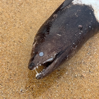 Unverified Eels at Lake Tabourie, NSW - 14 Dec 2024 by Medha