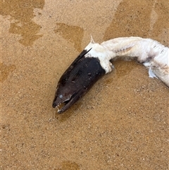 Unverified at suppressed - suppressed