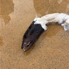 Unverified at suppressed - suppressed