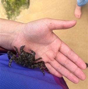 Leptograpsus variegatus at Lake Tabourie, NSW by Medha