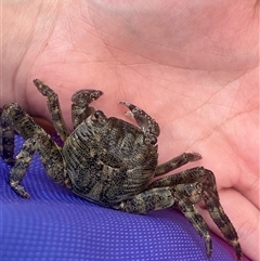 Unverified at suppressed - suppressed