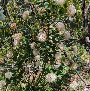 Pimelea ligustrina subsp. ciliata at Bimberi, NSW by jeremyahagan