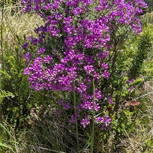 Comesperma retusum (Mountain Milkwort) at Cotter River, ACT by jeremyahagan