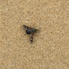 Tabanidae (family) (Unidentified march or horse fly) at Lake Tabourie, NSW - 14 Dec 2024 by Medha