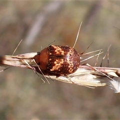 Paropsis aspera (Eucalyptus Tortoise Beetle) at Cook, ACT - 10 Dec 2024 by CathB