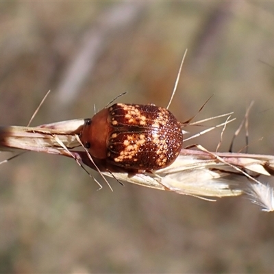 Paropsis aspera (Eucalyptus Tortoise Beetle) at Cook, ACT - 9 Dec 2024 by CathB