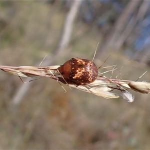 Paropsis aspera at Cook, ACT - 10 Dec 2024