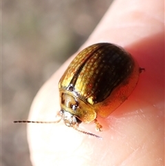 Paropsisterna agricola (Eucalyptus leaf beetle) at Aranda, ACT - 13 Dec 2024 by CathB